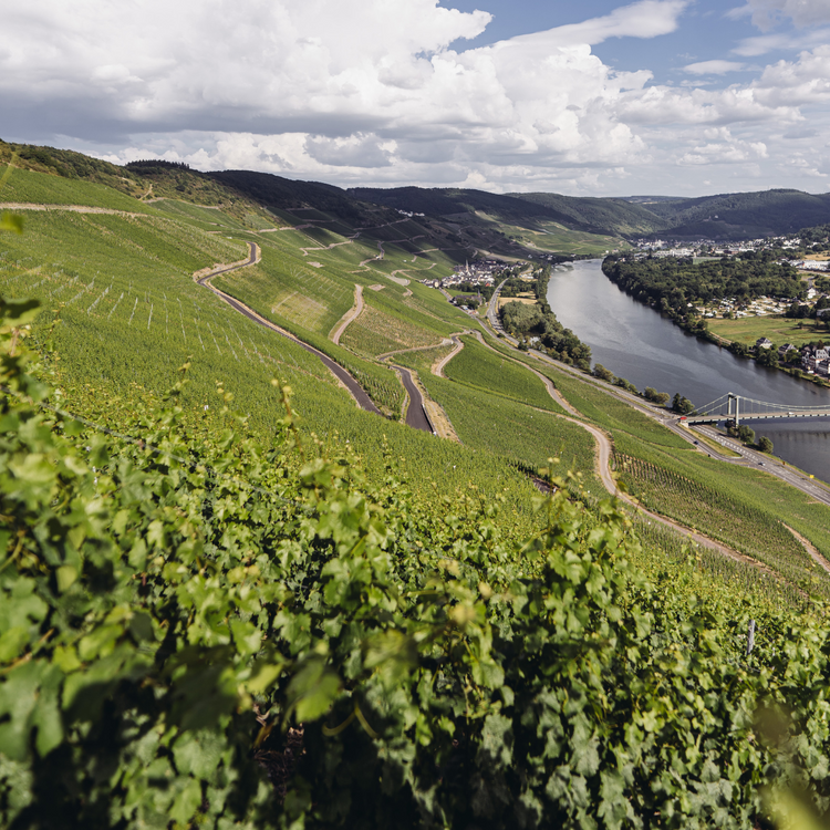 2024 Beethoven Riesling Charta, Rheingau, Deutschland