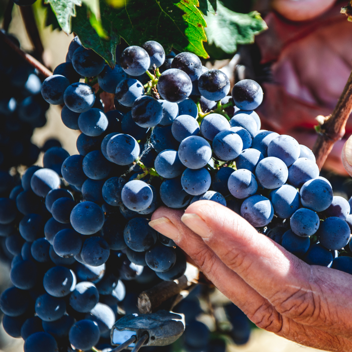 2021 Bio  Il Blu, Toskana, Italien