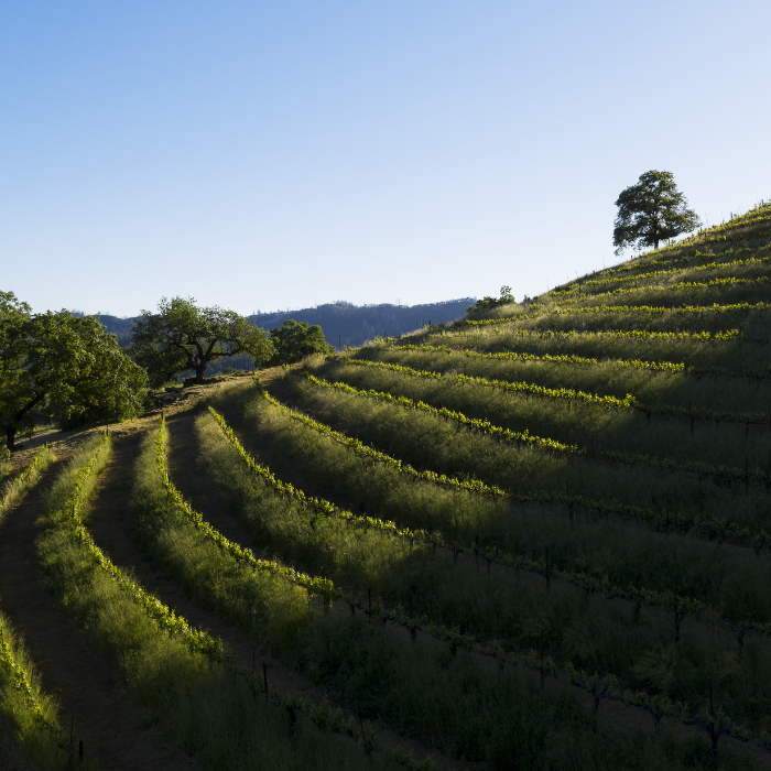 15.09.2026 | Weindinner mit Chateau Montelena in der Käfer-Schänke